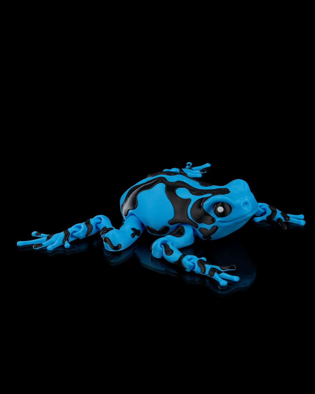 Meet Darcy, the Poison Dart Frog! 🐸🌈