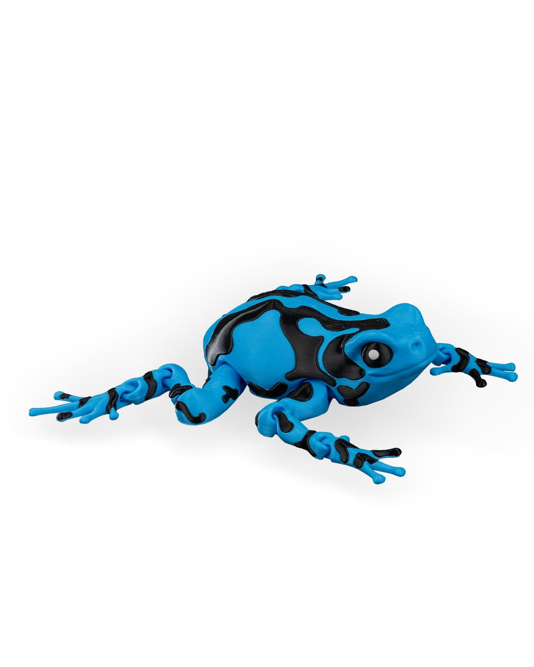 Meet Darcy, the Poison Dart Frog! 🐸🌈