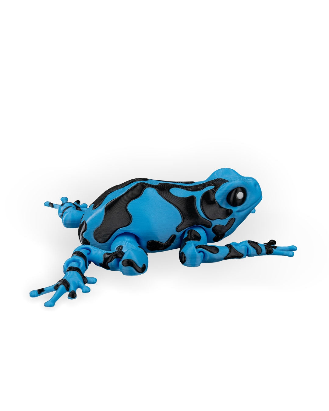 Meet Darcy, the Poison Dart Frog! 🐸🌈