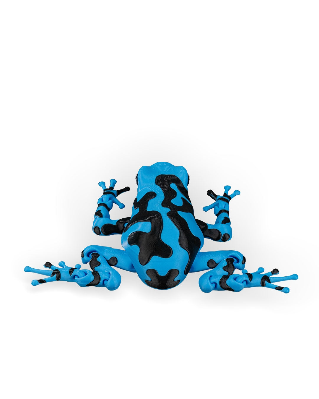 Meet Darcy, the Poison Dart Frog! 🐸🌈
