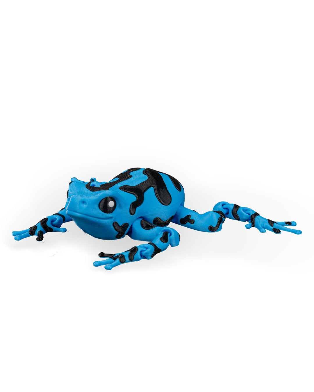 Meet Darcy, the Poison Dart Frog! 🐸🌈