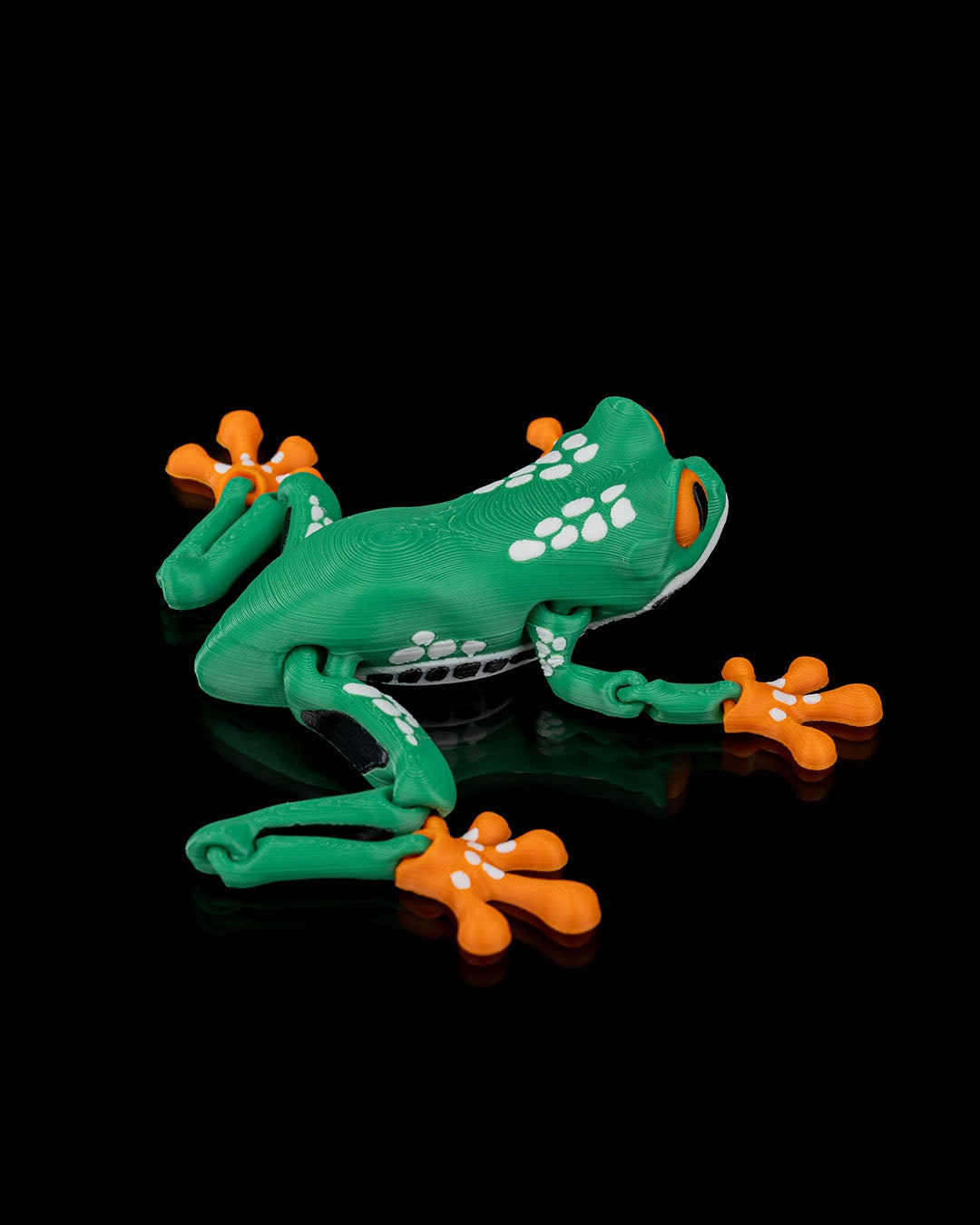 Meet Reed, the Red Eyed Tree Frog! 🐸👀