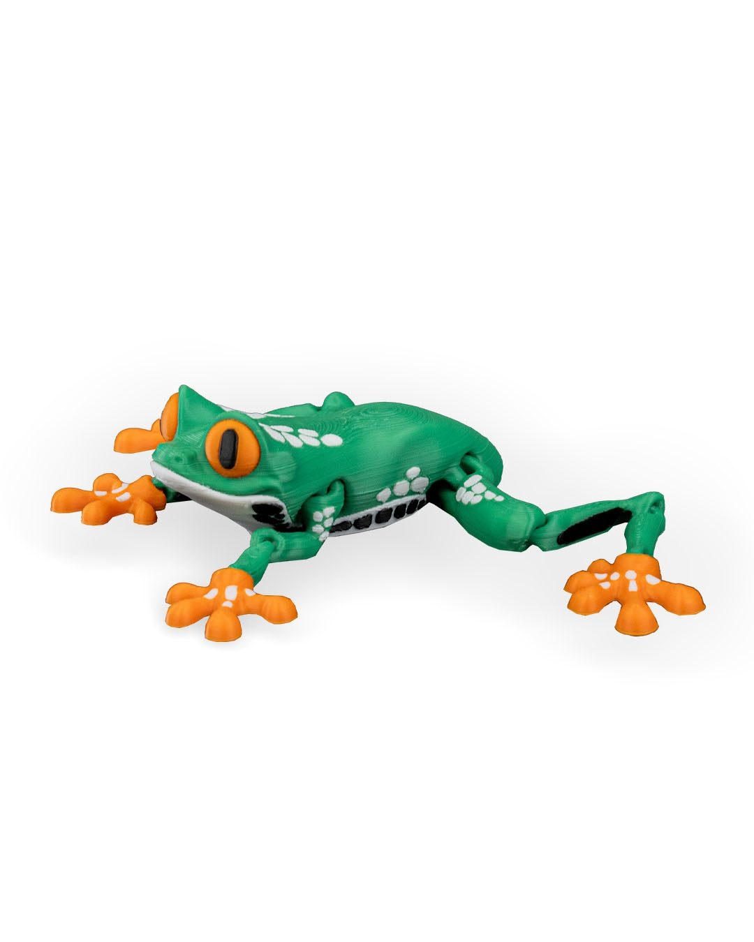 Meet Reed, the Red Eyed Tree Frog! 🐸👀