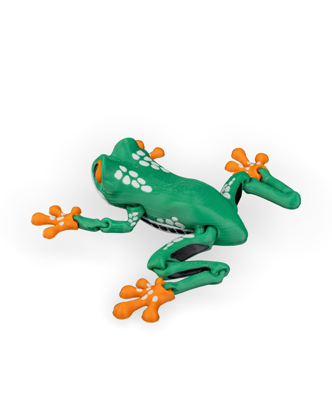 Meet Reed, the Red Eyed Tree Frog! 🐸👀