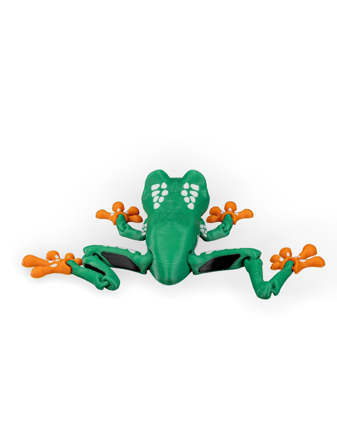 Meet Reed, the Red Eyed Tree Frog! 🐸👀