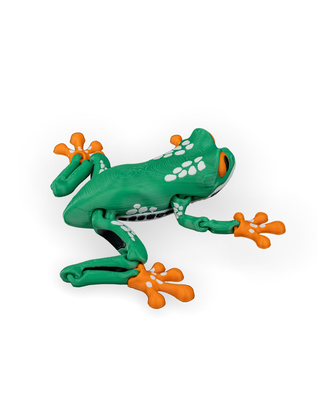 Meet Reed, the Red Eyed Tree Frog! 🐸👀