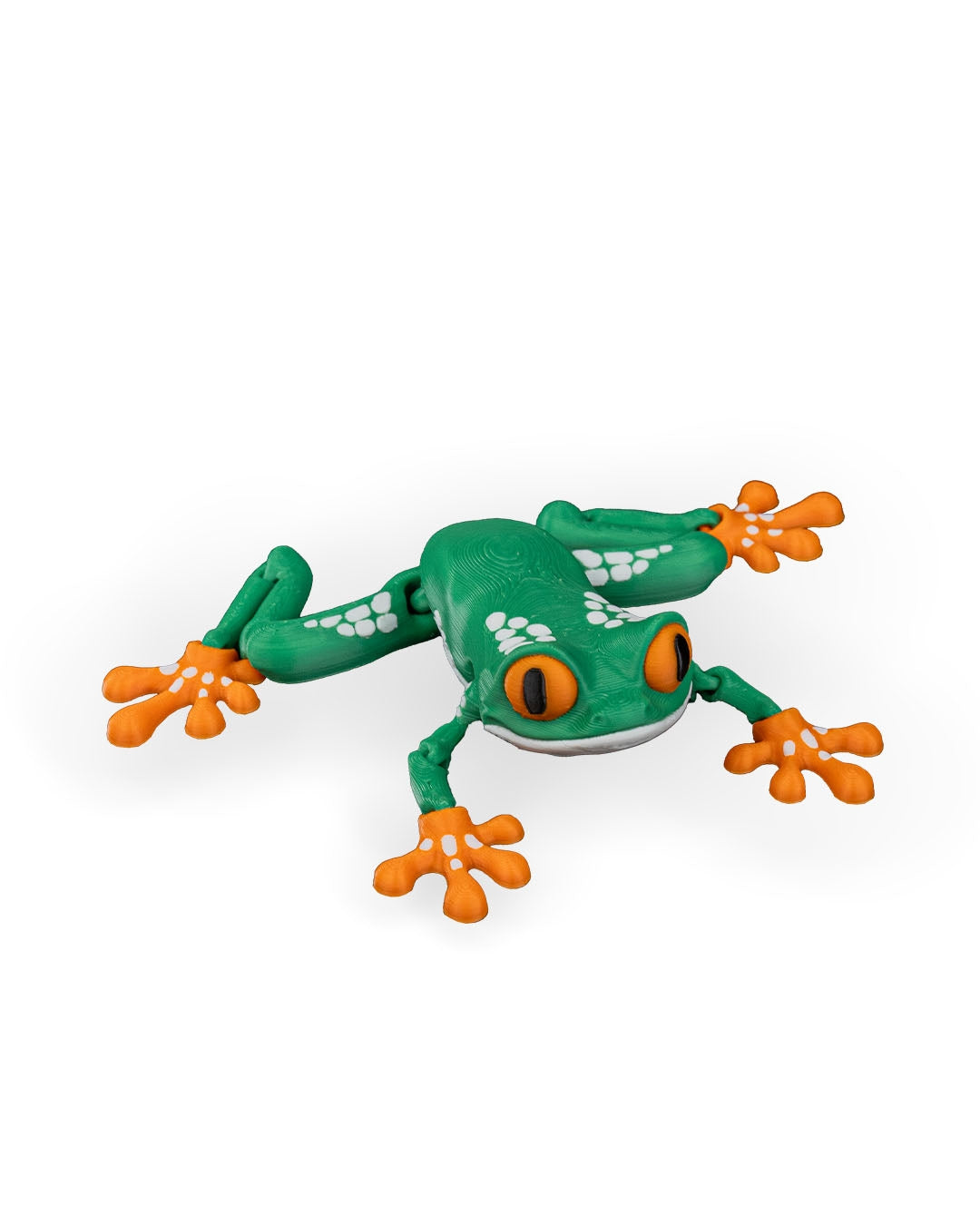 Meet Reed, the Red Eyed Tree Frog! 🐸👀