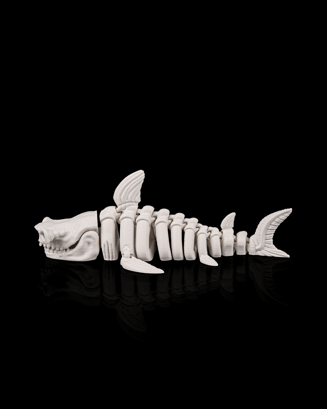 Skeleton Shark – 3D Printed Ocean Skeleton Model
